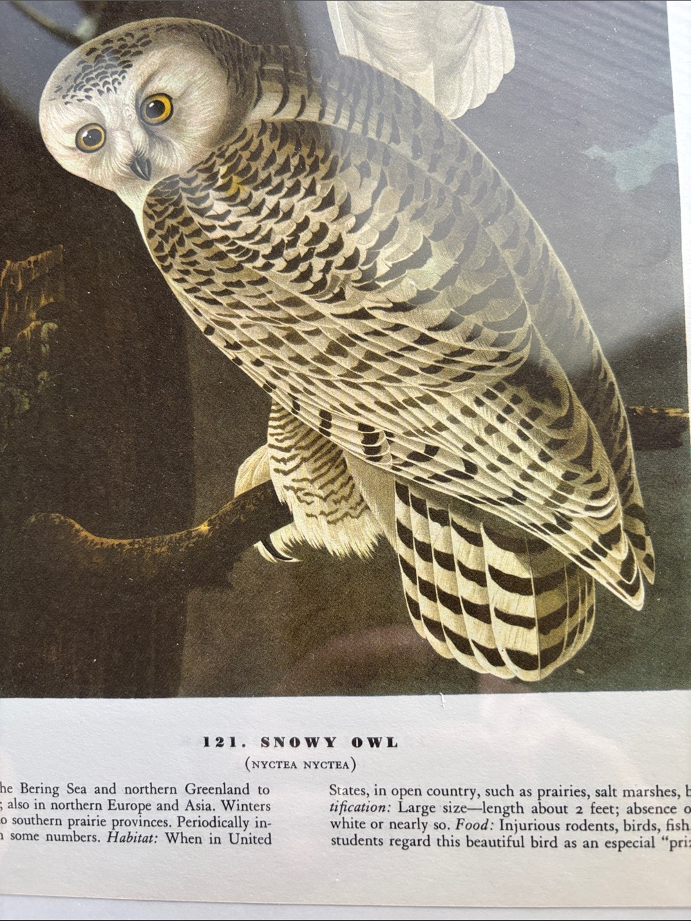 Vintage Audubon Snowy Owl Print - Picture 2 of 3